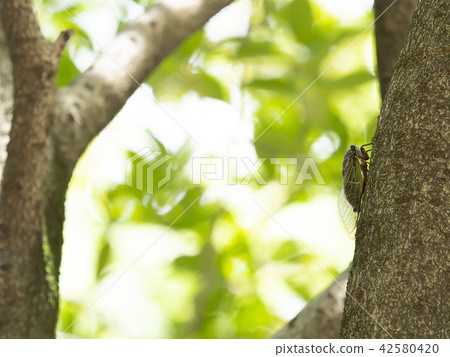 Cicadas Cicadas 42580420