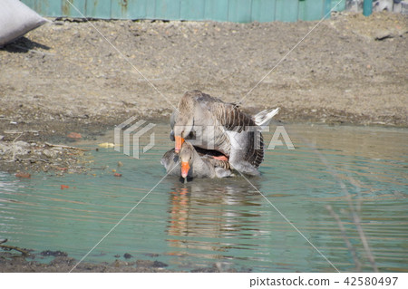 The gray goose is domestic. Homemade gray goose. Homemade geese in an artificial pond The gray goose is domestic. Homemade gray goose. Homemade geese in an artificial pond 42580497