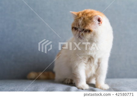 Portrait of cute brown Exotic shorthair Portrait of cute brown Exotic shorthair 42580771