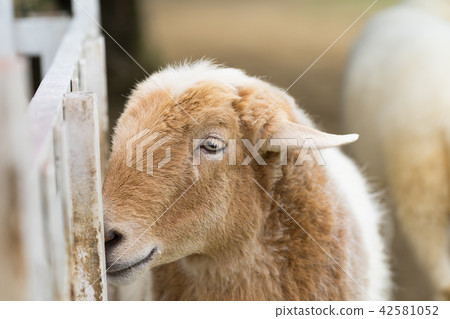 Sheep in the farm. Sheep in the farm. 42581052