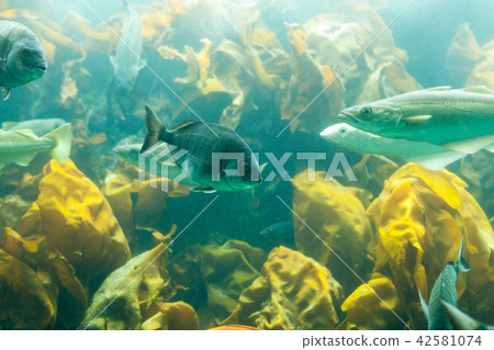 Fishes in aquarium or reservoir u Fishes in aquarium or reservoir u 42581074