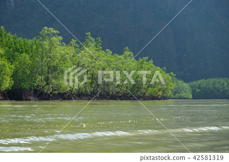 Mangrove forests are abundant. 42581319