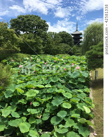 Toji 5-storied tower and lotus Toji 5-storied tower and lotus 42581338