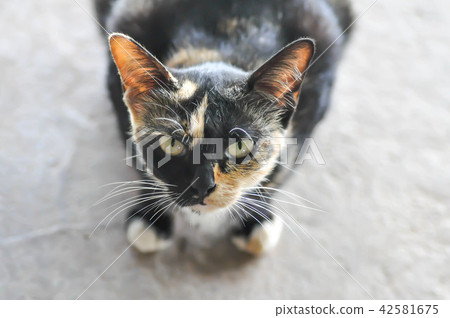 black cat or gaze cat black cat or gaze cat 42581675