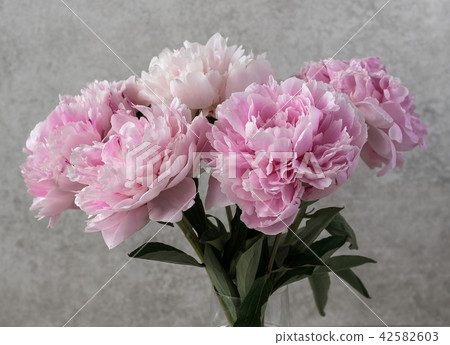 peonies, pink, on grey marble background peonies, pink, on grey marble background 42582603