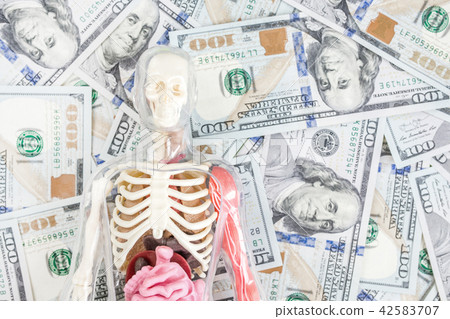 Human body model with skeleton and internal organs over us dollar money background. Transplantation 42583707