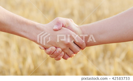 Male handshake of two farmers against the background of a yellow wheat field 42583733