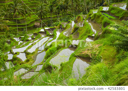 Rice terrace Rice terrace 42583801
