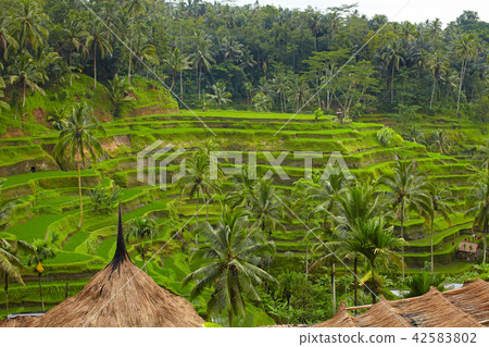 Rice terrace Rice terrace 42583802