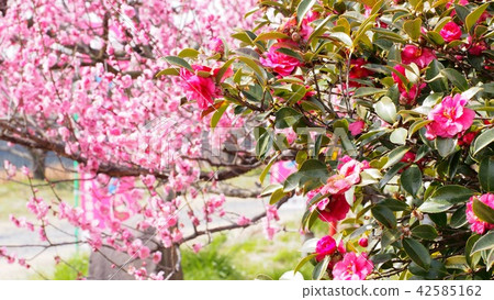 ume, camellia, japanese camellia 42585162