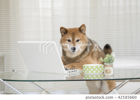 A cute Shiba Inu who operates a laptop computer in his / her own living room Looking at the camera 42585660