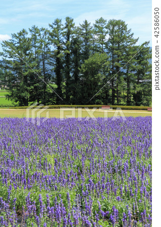 Azumino Chihiro Park Blue Salvia's flower bed Azumino Chihiro Park Blue Salvia's flower bed 42586050