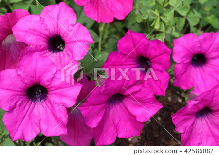 Summer flowers Summer flowers 42586082