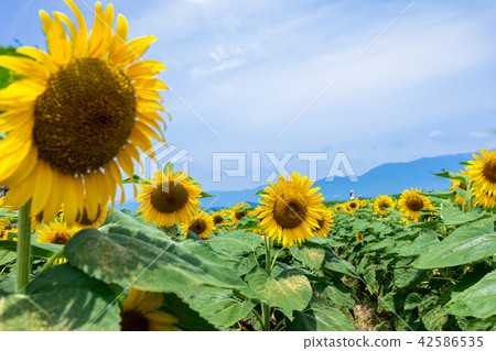 Sunflower in the second Nagisa Park 42586535
