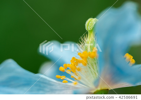 喜馬拉雅山的罌粟 42586691