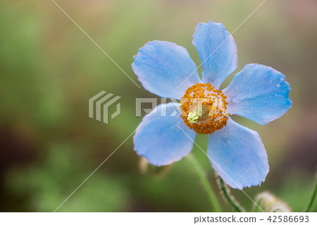 喜馬拉雅山的罌粟 喜馬拉雅山的罌粟 42586693