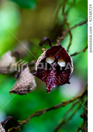 Aristrokia · Salva Drensis 42586724