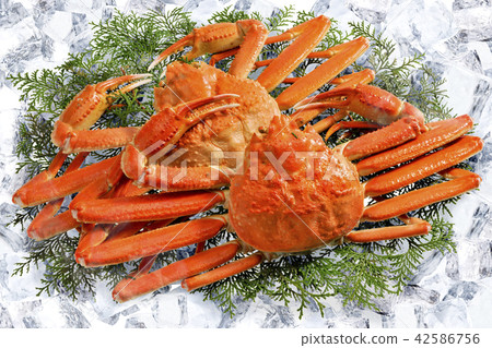 Snow crab Snow crab 42586756