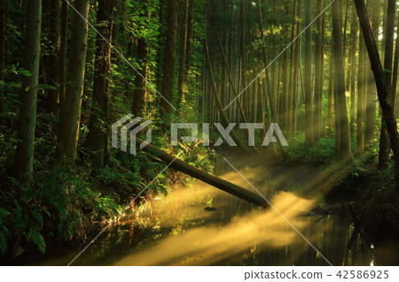 Ushidogawa River in summer 42586925