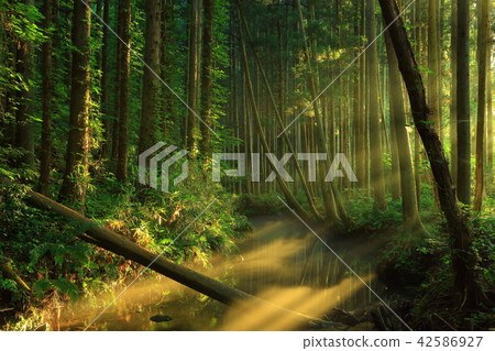 Ushidogawa River in summer 42586927