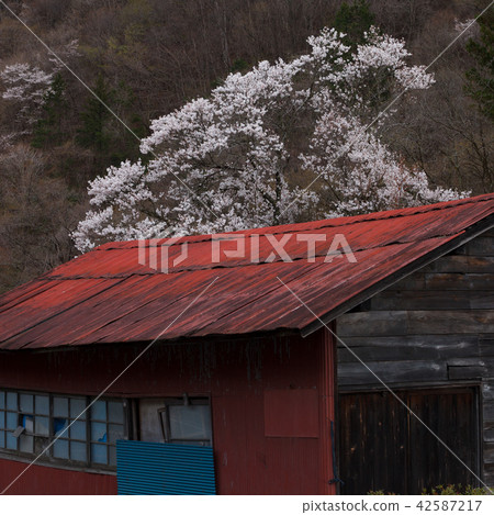Cherry blossoms and red buildings 42587217