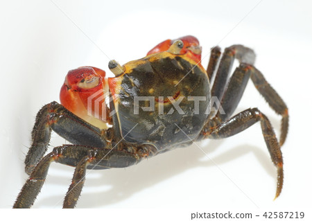 Red hands hang on Red hands hang on 42587219