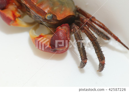 Red hands hang on Red hands hang on 42587226