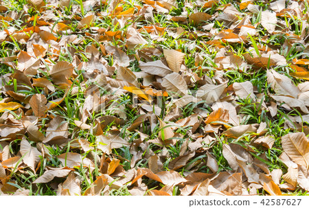 Dried Leaves and Fresh Grass on Ground 3 42587627