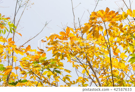 Yellow Rubber Tree Leaves on Sky Background Yellow Rubber Tree Leaves on Sky Background 42587633