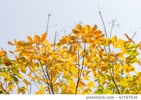 Yellow Rubber Tree Leaves on Sky Background 3 Yellow Rubber Tree Leaves on Sky Background 3 42587636