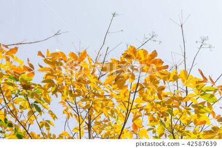 Yellow Rubber Tree Leaves on Sky Background 2 Yellow Rubber Tree Leaves on Sky Background 2 42587639