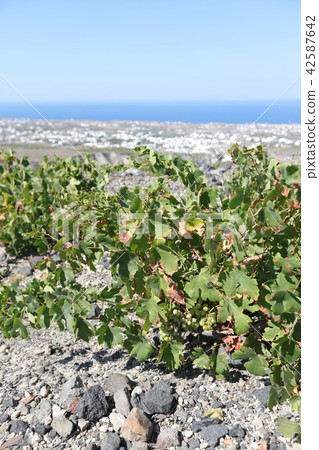Winery in Santorini, Greece Winery in Santorini, Greece 42587642