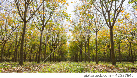 Rubber Tree in Rubber Forest Background Wide View Rubber Tree in Rubber Forest Background Wide View 42587643