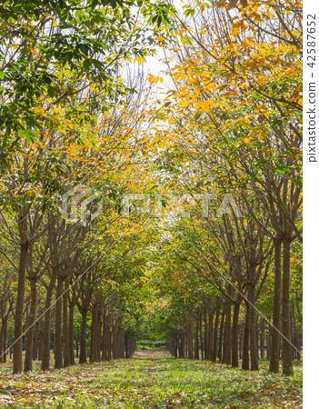 Rubber Tree in Rubber Forest Normal View Vertical 42587652