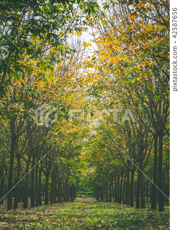 Rubber Tree in Rubber Forest Normal View Vertical 42587656