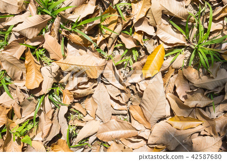 Dried Leaves and Fresh Grass on Ground 42587680