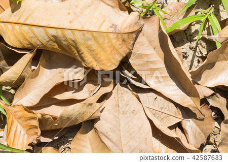 Dried Leaves and Fresh Grass on Ground Close Up 42587683