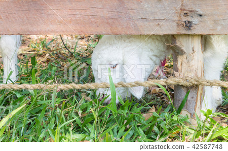 White Sheep or Ram Animal in Stall Eating Grass 42587748