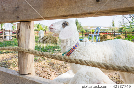White Sheep or Ram Animal in Stall and Green Tree 42587749