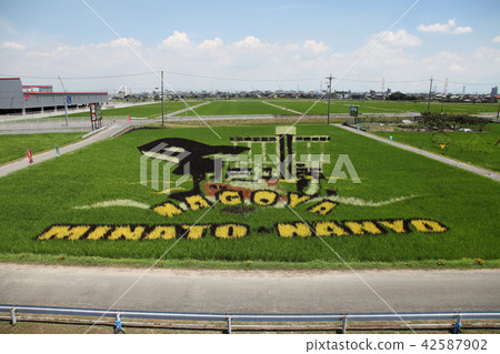 Rice field art 42587902