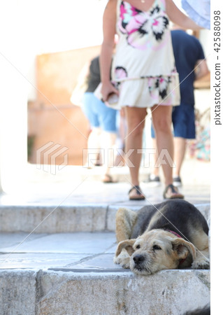 在希臘和聖托里尼的狗 42588098