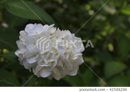 繡球花 繡球花 42588280