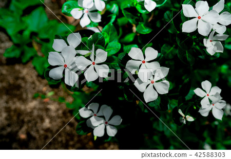 Beautiful white flower with pink at center  42588303