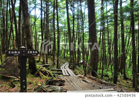 Nagano Prefecture: Shirakoma Forest Walking Trail and Signs Nagano Prefecture: Shirakoma Forest Walking Trail and Signs 42588436