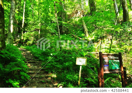 木曾町木曾雪碧林山步道與資訊板 42588441