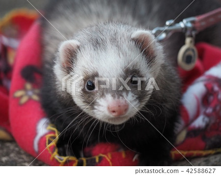 鼬 42588627
