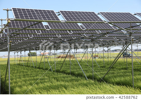 Solar panel _ farming type solar 42588762