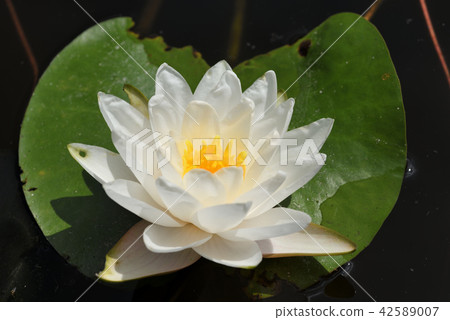 Water lily Water lily 42589007