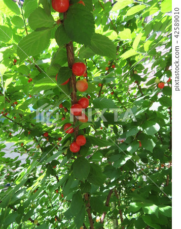 李娘 李娘 42589010