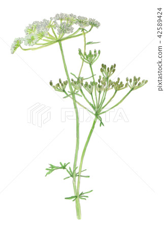 香菜Carum carvi 42589424